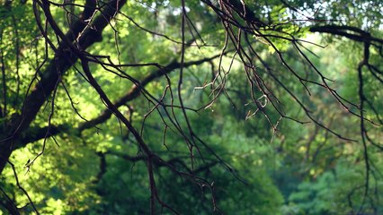 Light Instrumental Music - study, work, relax - N°106 (4K)