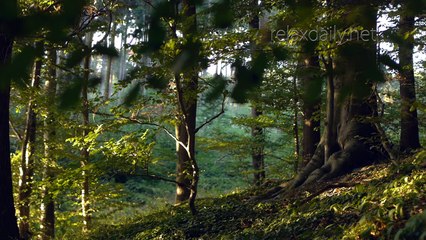 Relaxing Piano Music - study, work, slow music - relaxdaily N°091