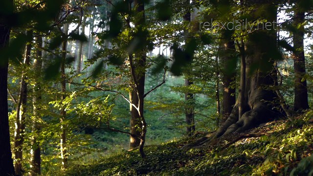 Relaxing Piano Music - study, work, slow music - relaxdaily N°091