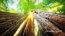 Relaxing Music - Meditation, Inspiration, Focus - relaxdaily N°041