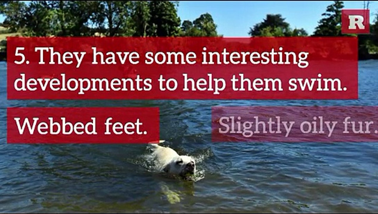 12 Fun Facts on the Labrador Retriever | Rare Animal