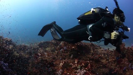 Sea Hero Andrea Marshall