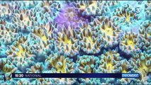 Expédition Tara : les coraux souffrent de l'activité humaine