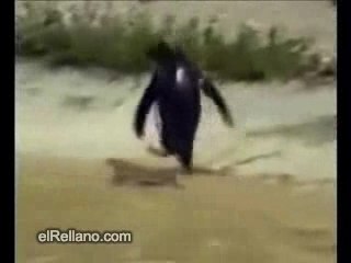 Penguin qui pète un cable