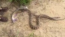 Ce serpent essaie d'avaler un gros poisson chat... Grosse bouchée!