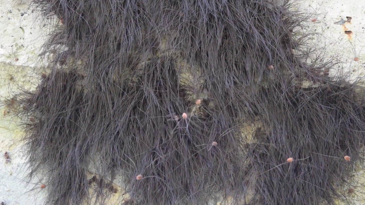 Ce ne sont pas des cheveux mais des milliers d'araignées Faucheurs au Mexique