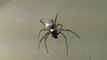 Pluie d'araignées en Australie... Phénomène incroyable