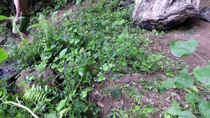 Primitive Technology- Fire Plow