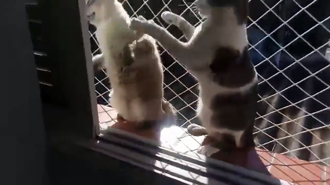 Vento Do Cão - Os Quinhoeiros