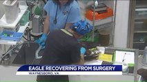 Beloved Virginia Bald Eagle Recovering After Being Hit by Car