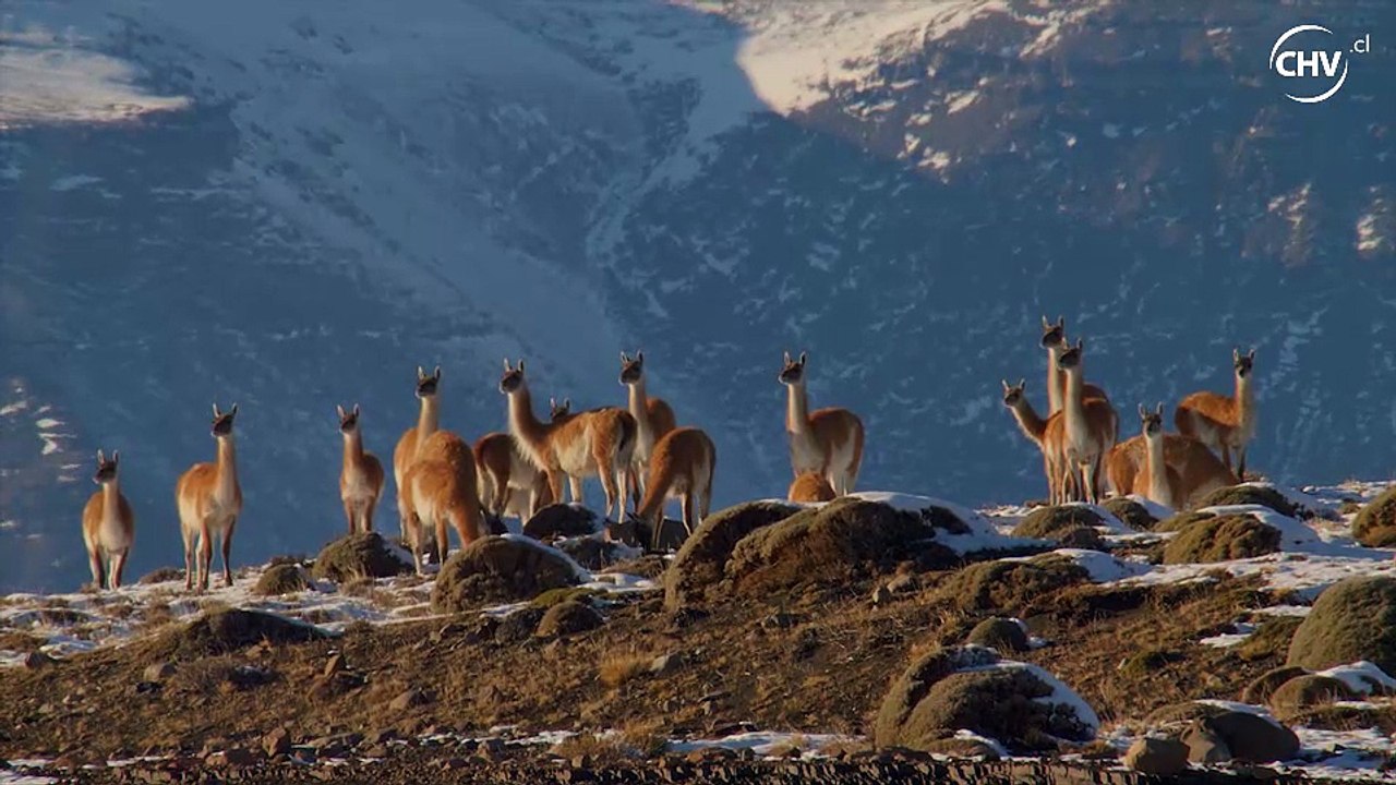 Qué hacen los guanacos para protegerse del puma