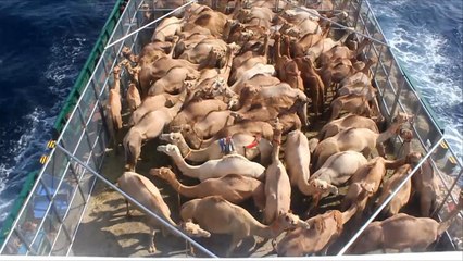 أذى دول حصار قطر امتد إلى الإبل كذلك