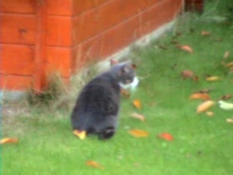 Julie,... un vrai chat (2) !!!