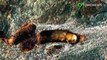 Kumbang pembunuh pohon menyebar ke Utara karena perubahan iklim - TomoNews