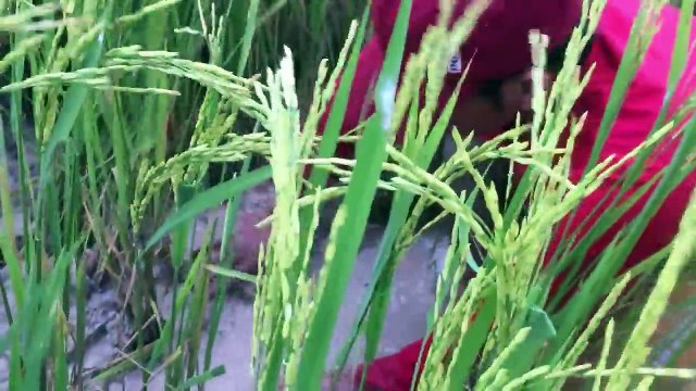 Net Fishing In Battambang Province -Khmer Cast Net Fishing-Cambodia Traditional Fishing (Part 82)