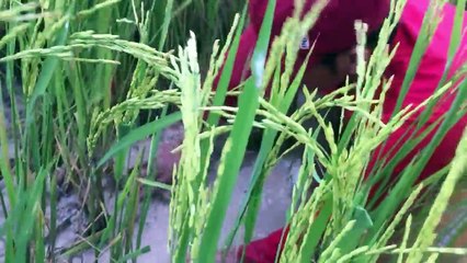 Net Fishing In Battambang Province -Khmer Cast Net Fishing-Cambodia Traditional Fishing (Part 82)