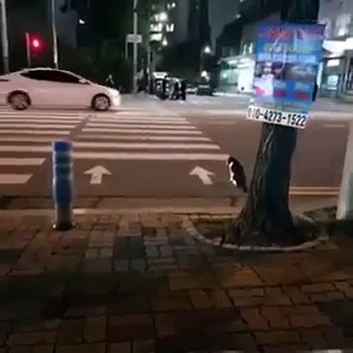 Un gato muy cívico espera a que el semáforo esté en verde para cruzar