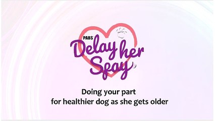 Buy Products For Dogs In Heat - Delayherspay.com