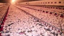 La nouvelle vidéo choc de L214, infiltré dans un élevage de poulet