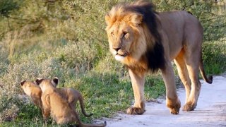 what this lion did with a fox truly defies nature