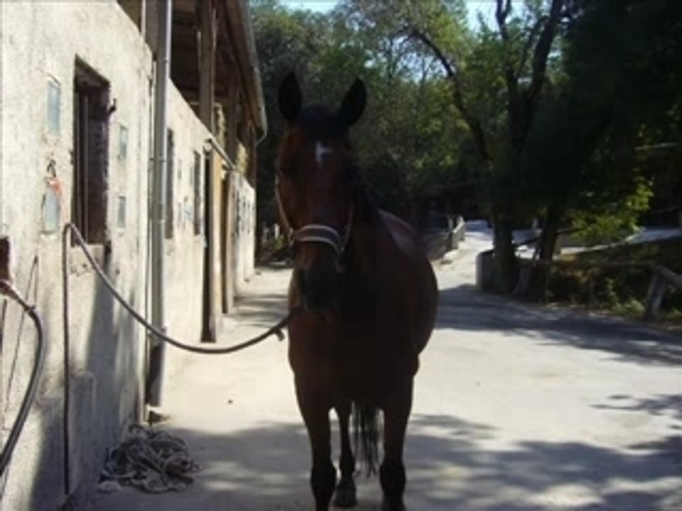 Cesar