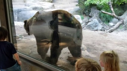 Aucune intimité pour cet ours qui fait caca...
