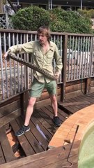 Il capture un énorme python caché sous la terrasse de la piscine