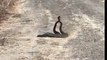 Regardez ces 2 serpents à sonnette danser au milieu de la route