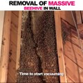 Il trouve un essaim d'abeille gigantesque dans un mur de sa maison et décide de le retirer