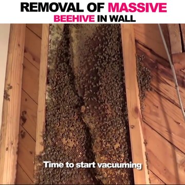 Il trouve un essaim d'abeille gigantesque dans un mur de sa maison et décide de le retirer