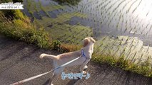 [ENG SUB] 산책 후 스스로 발씻는 댕댕이 : 래브라도 리트리버 소녀 : 소녀의 행성 : 귀여운 강아지 힐링영상