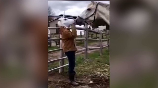 La réaction de ce cheval est hilarante !