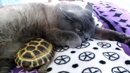 Une tortue adore faire des câlins à un chat !