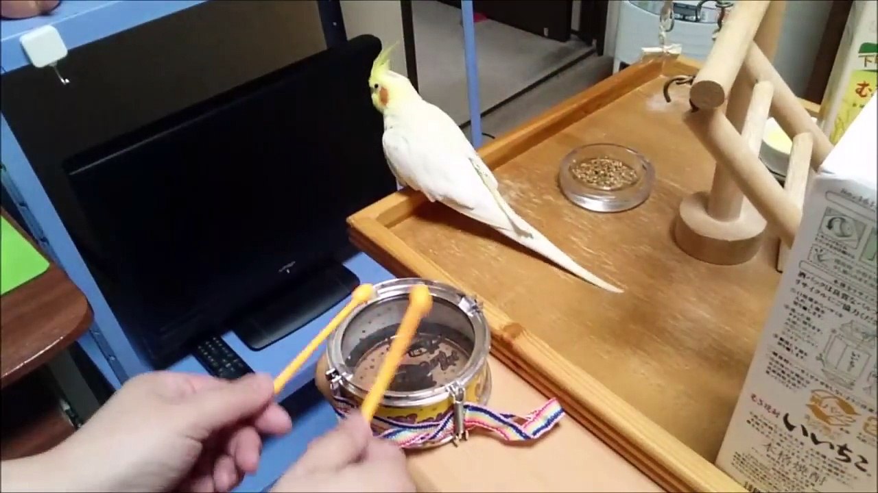 Un oiseau voit son propriétaire taper sur un ta...