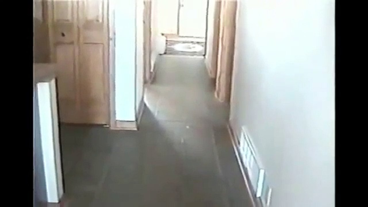 Un agneau se perd dans une maison et n’arrive p...