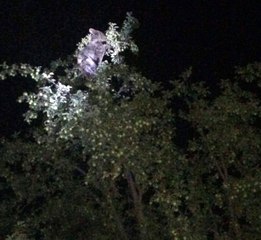 Ağacın Tepesinde Meyve Keyfi