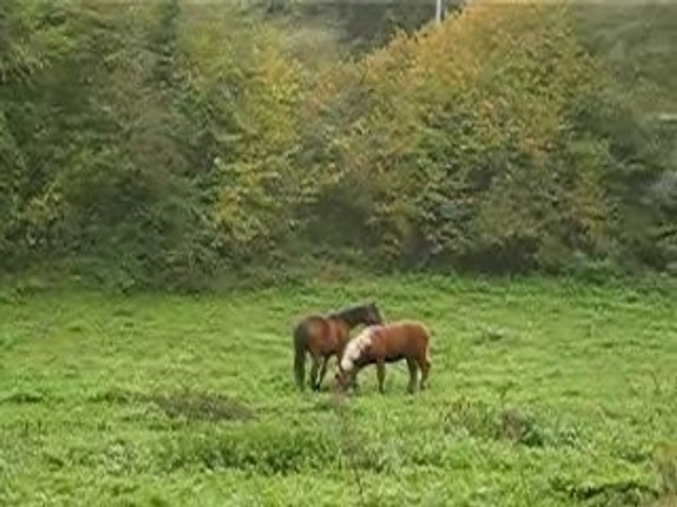 Tango