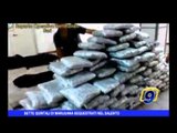 Sette quintali di marijuana sequestrati nel Salento