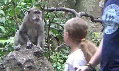 Menikmati Wisata Bersama Kera di Bali