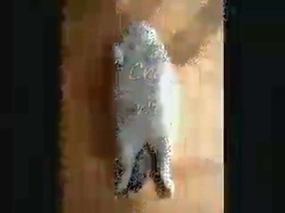 Fast Weight Loss: Even Fat Cats Can Lose