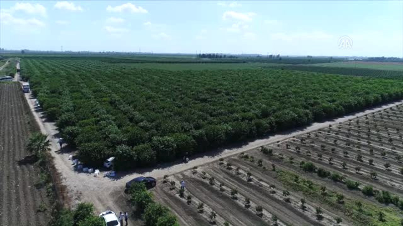 İklim Şartlarından Verimi Düşen Limon El Yakacak