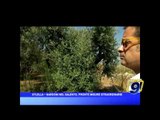 XYLELLA | Nardoni in Salento, pronte misure straordinarie