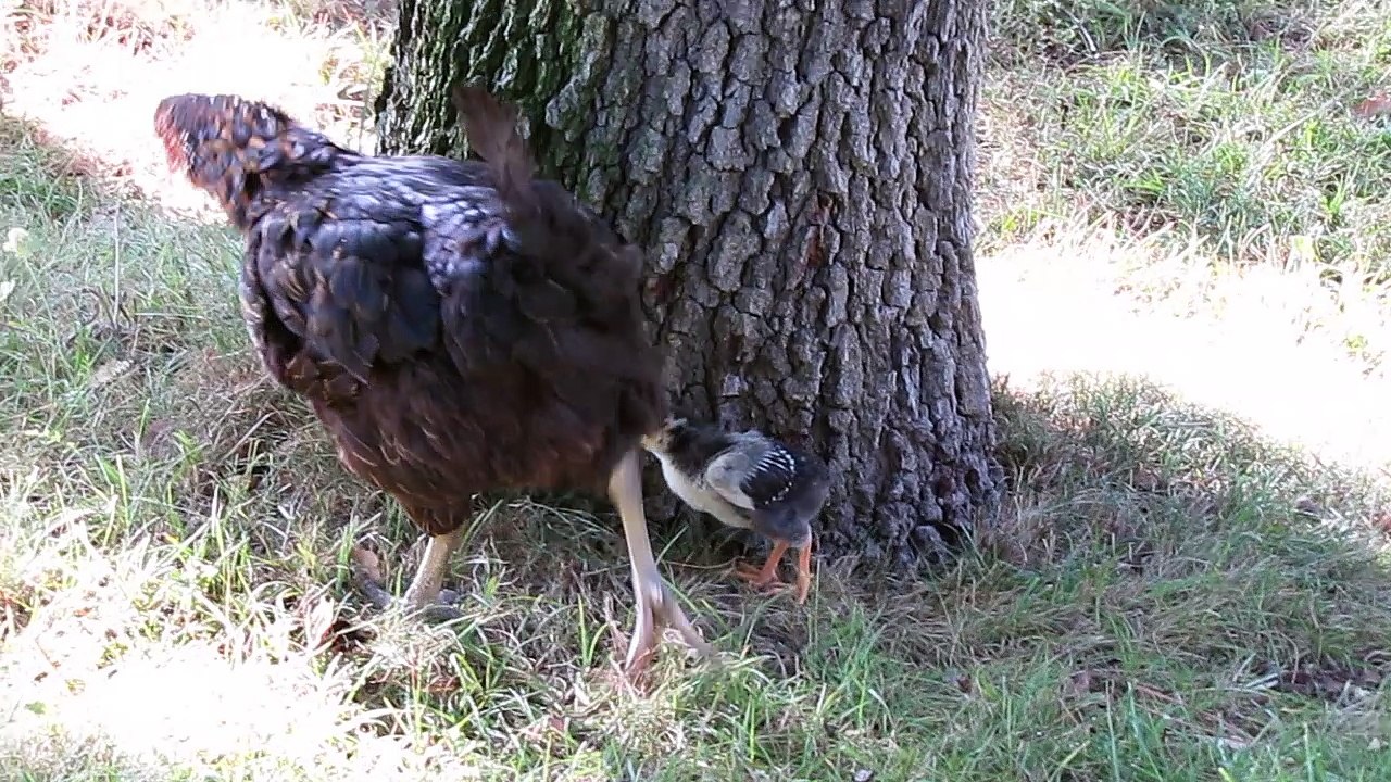 Alma poussin wyandotte nain de 3 semaines