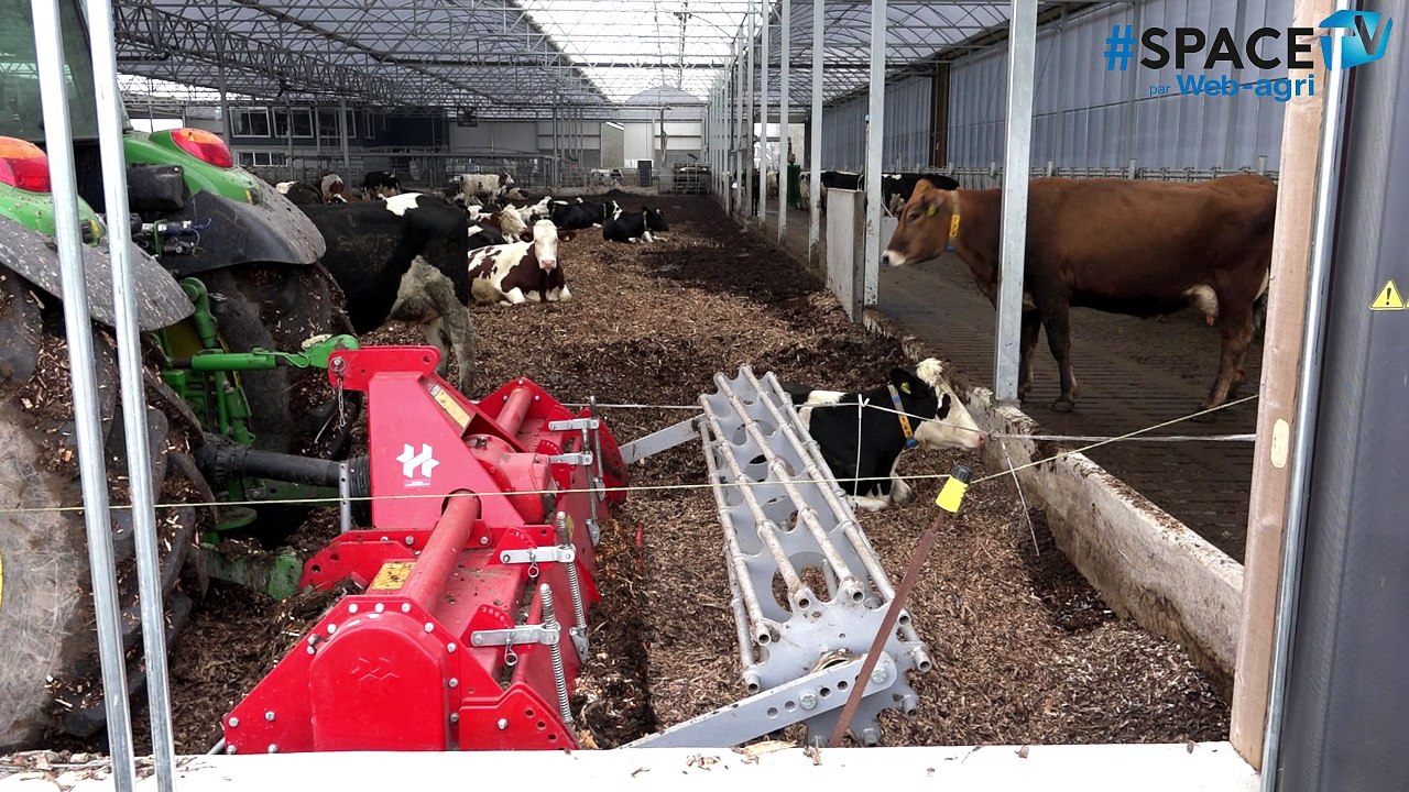 Aux Pays-Bas, 140 vaches bio dans une stabulation sur compost de bois déchiqueté