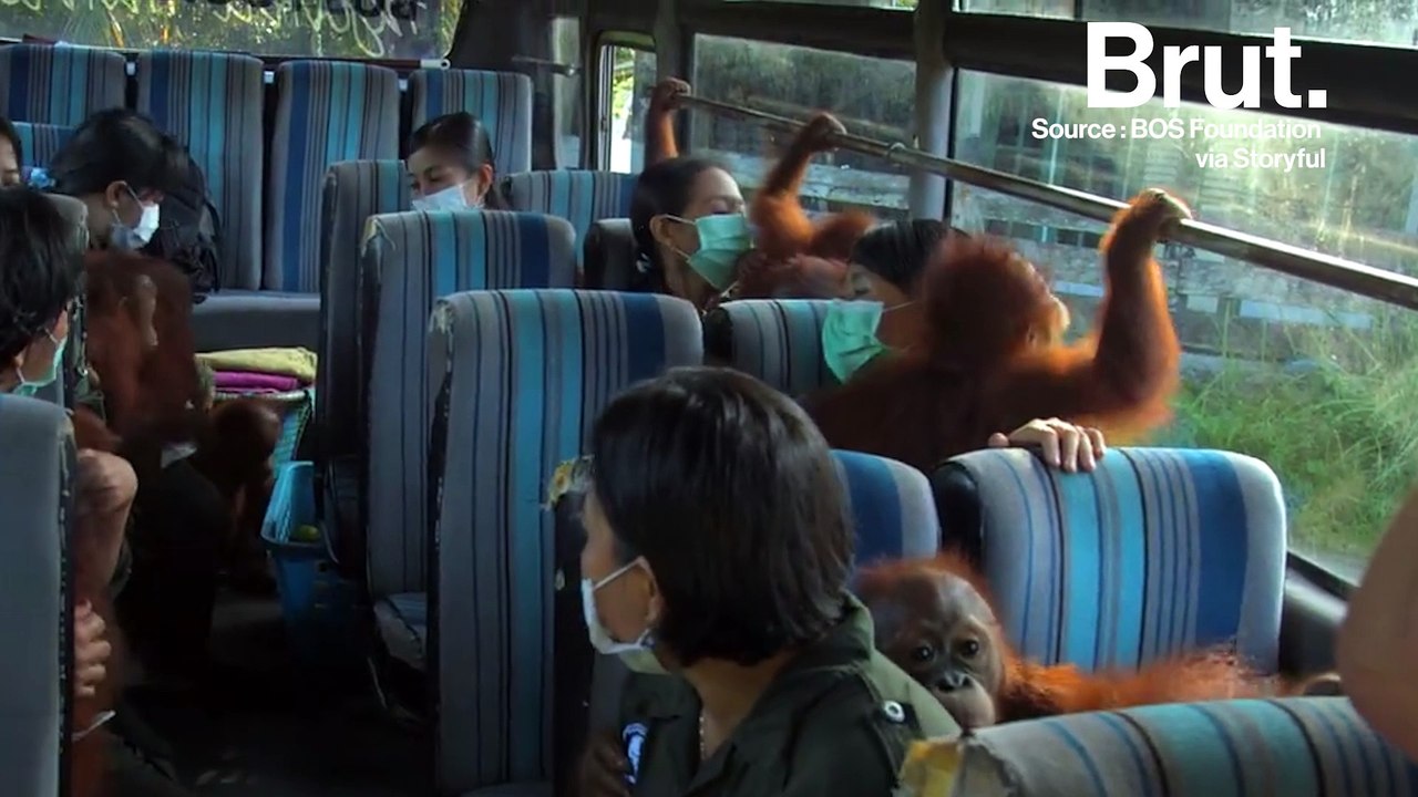 Des bébés orangs-outans transportés en bus vers une nurserie