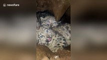 Snow leopard cubs hiss and growl at Chinese villagers