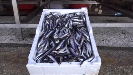 Hamsi Bu Sezon Kendini Erken Gösterdi