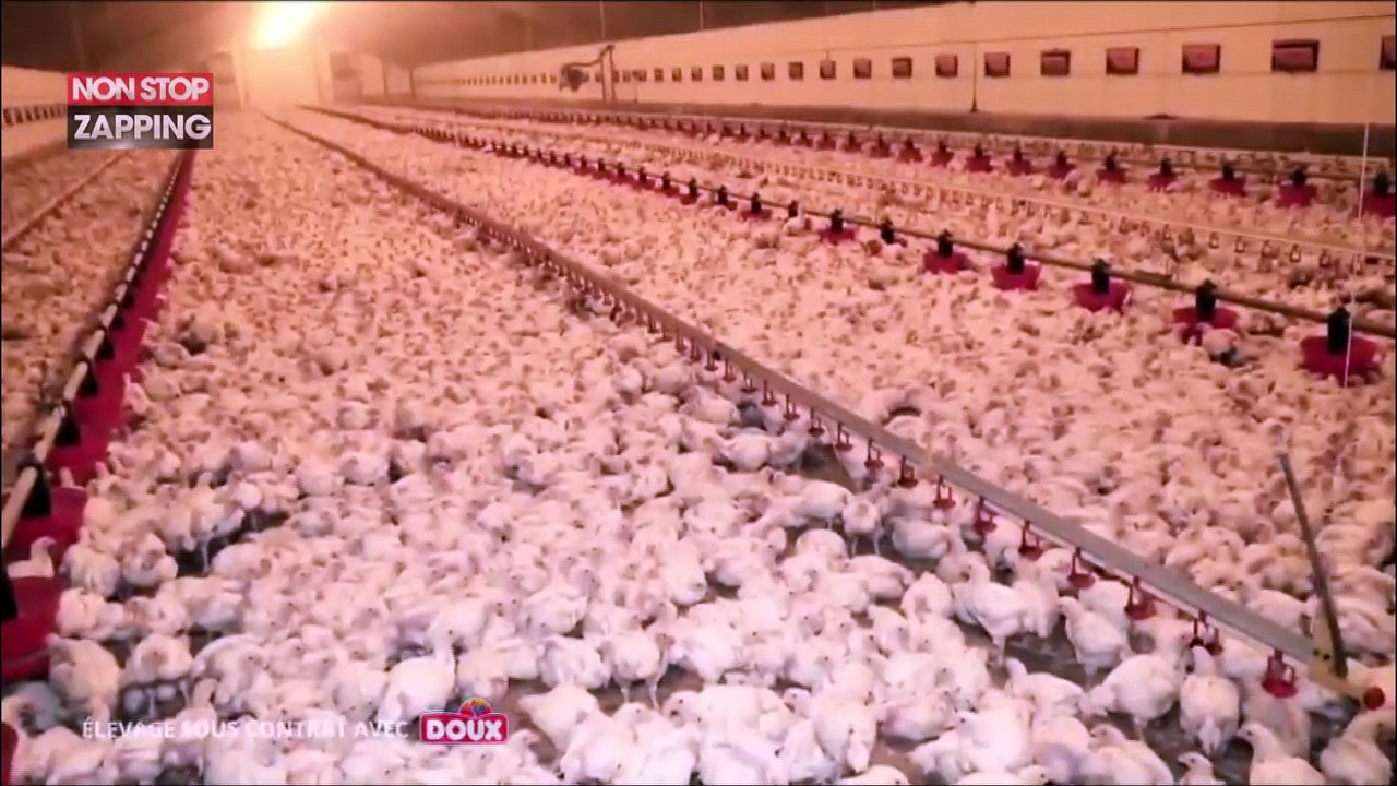 La nouvelle vidéo choc de L214 dans un élevage de poulets en Vendée