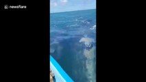 US tourists have very close encounter with grey whales