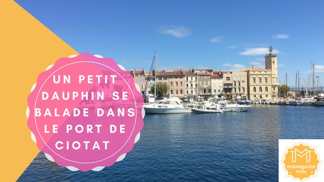 Un petit dauphin se balade dans le port de Ciotat!!